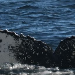 Fluke of HW-MN0805862