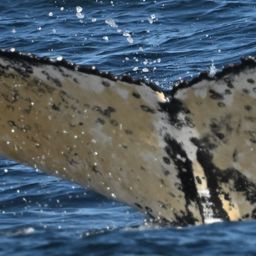 Fluke of HW-MN0805863