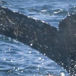 Fluke of HW-MN0805864
