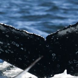 Fluke of HW-MN0805866