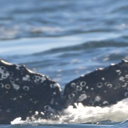 Fluke of HW-MN0805869
