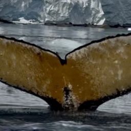 Fluke of HW-MN1308365