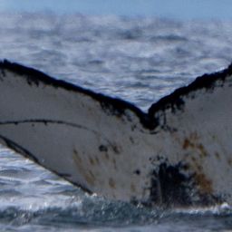 Fluke of HW-MN1308370