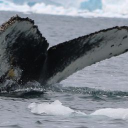 Fluke of HW-MN1308397