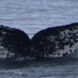 Fluke of HW-MN1308402