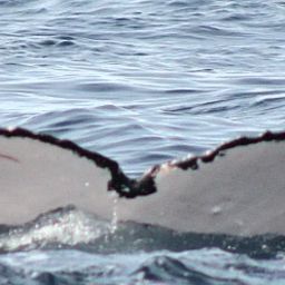 Fluke of HW-MN0445440