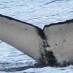 Fluke of HW-MN0445443
