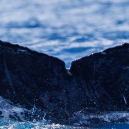 Fluke of HW-MN0445450