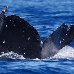 Fluke of HW-MN0445468