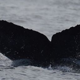Fluke of HW-MN0524882