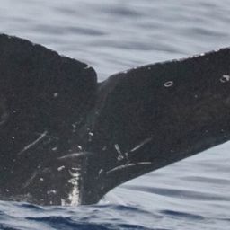 Fluke of HW-MN0524884