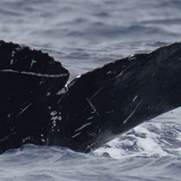 Fluke of HW-MN0524885