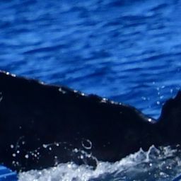 Fluke of HW-MN0524888