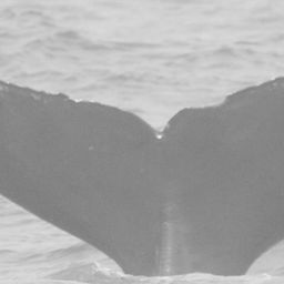 Fluke of CRC-10036