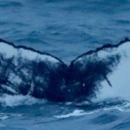 Fluke of HW-MN0104556