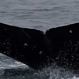 Fluke of CRC-23737