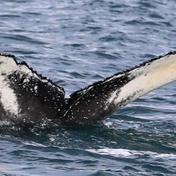 Fluke of HW-MN0504044