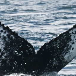Fluke of HW-MN0805870