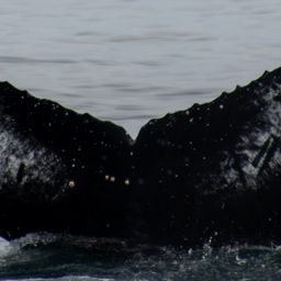 Fluke of HW-MN0805877