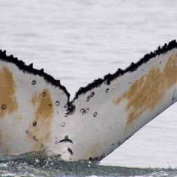 Fluke of HW-MN0805878
