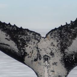 Fluke of HW-MN0805879
