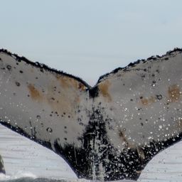 Fluke of HW-MN0805880