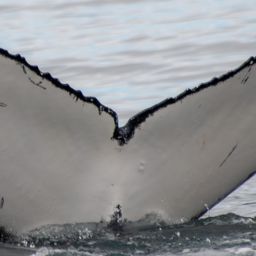 Fluke of HW-MN0805881