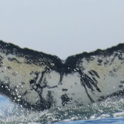 Fluke of HW-MN0805882
