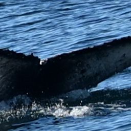 Fluke of 2024-2025 calf of CRC-11354