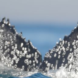 Fluke of HW-MN0805887