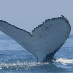 Fluke of HW-MN0805889