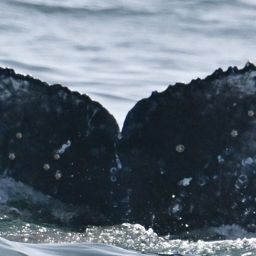 Fluke of HW-MN0805890