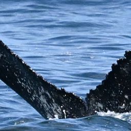 Fluke of HW-MN0805893