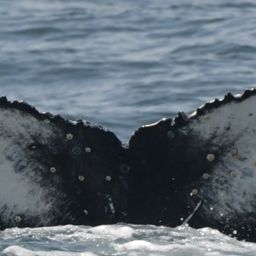 Fluke of HW-MN0805894