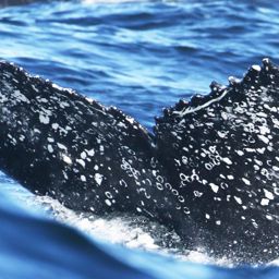 Fluke of HW-MN0805902
