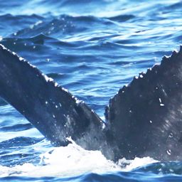 Fluke of HW-MN0805903