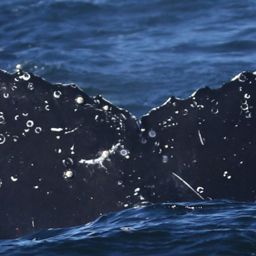 Fluke of HW-MN0805905