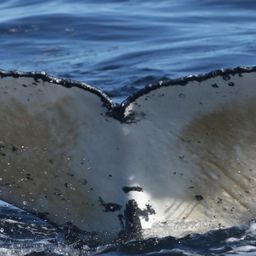 Fluke of HW-MN0805906