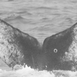 Fluke of CRC-12431