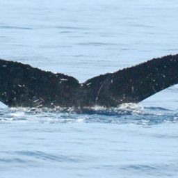 Fluke of SEAK-5583