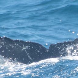 Fluke of HW-MN0805922