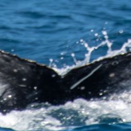 Fluke of HW-MN0805923