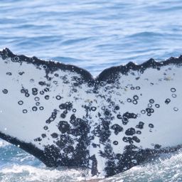 Fluke of HW-MN0805926