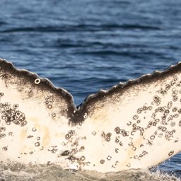 Fluke of HW-MN0805929