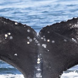 Fluke of HW-MN0805930