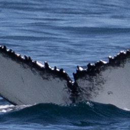 Fluke of HW-MN0805932