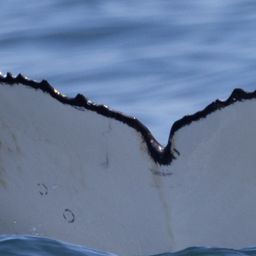 Fluke of HW-MN0805935