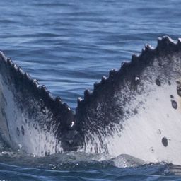 Fluke of HW-MN0805937