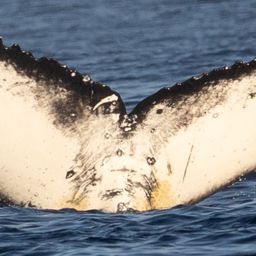 Fluke of HW-MN0805941