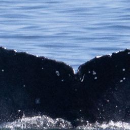Fluke of HW-MN0805948